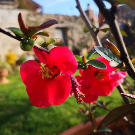 Zia Chiarina Bed and Breakfast San Nicolo Gerrei Exteriör bild