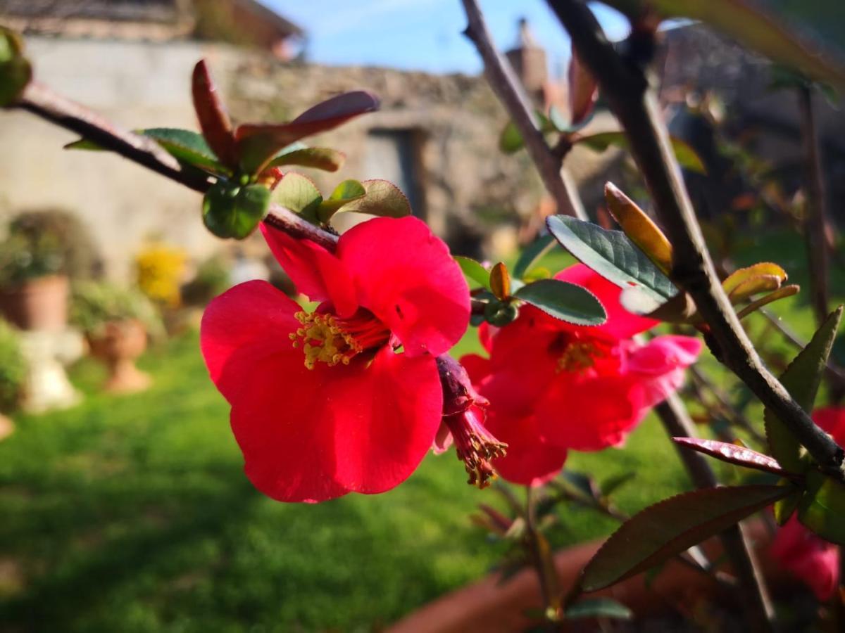 Zia Chiarina Bed and Breakfast San Nicolo Gerrei Exteriör bild